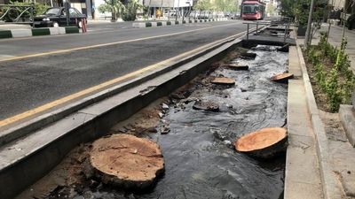 واکنش یگان حفاظت منابع طبیعی به قطع درختان الیمالات 