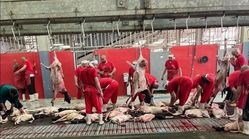 اتمام عملیات ذبح قربانی حجاج ایرانی با ۸۵ هزار رأس گوسفند