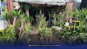 گلدان‌ها جای باغچه را گرفته‌اند