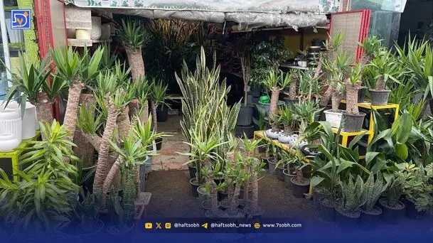 گلدان‌ها جای باغچه را گرفته‌اند