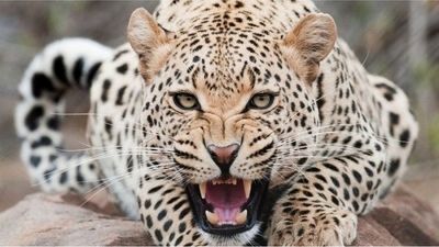 فیلم پلنگ باشکوه ایرانی و توله‌اش در جنگل‌های هیرکانی