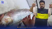 غم ماهی صُبور در آبادان | قیمت عجیب ماهی کبابی!