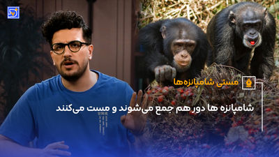میوه‌ای که شما را از پوکی استخوان نجات می‌دهد
