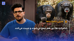شامپانزه ها دور هم جمع می‌شوند و مست می‌کنند