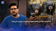 شامپانزه ها دور هم جمع می‌شوند و مست می‌کنند