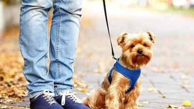 کارگاه‌های پسماند بلای جان مزارع
