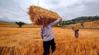 تولید گندم به ۸ میلیون تن رسید