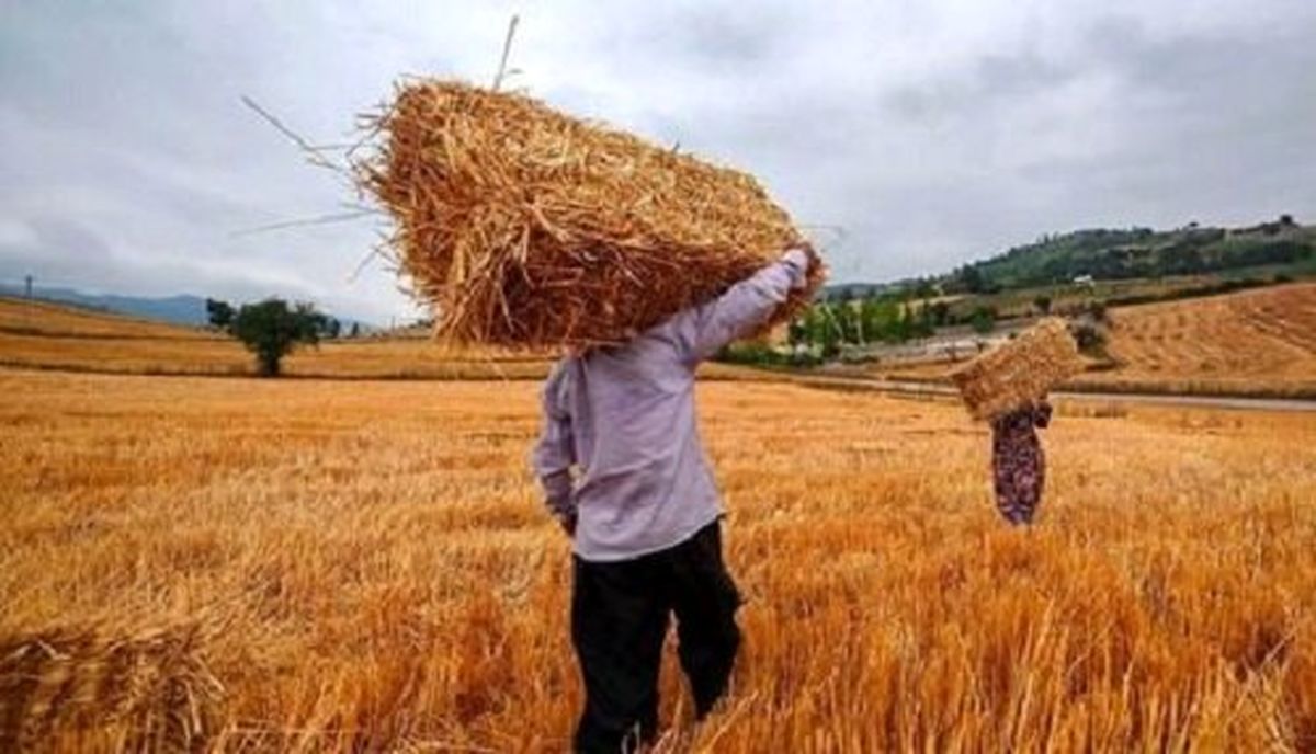 خبر جدید درباره رقم واریز مطالبات گندمکاران