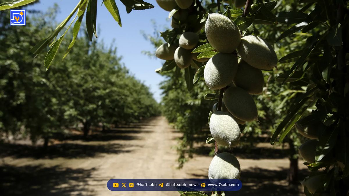 سرمایه‌گذاری در باغ‌های بادام گرجستان با توکنیزه‌سازی روی بلاک‌چین