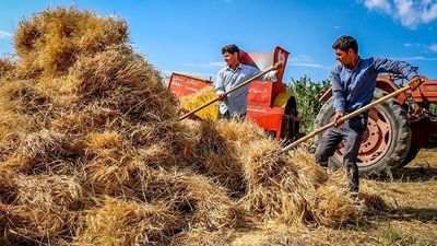 خبر جدید درباره رقم واریز مطالبات گندمکاران