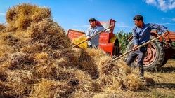 رقم پرداخت مطالبات گندمکاران چقدر است؟؛ گندمکاران حتما بخوانند 