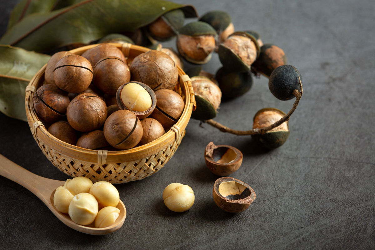 ماکادمیا چیست؟ خواص آن برای پوست و مو؛ یک روغن طبیعی بی‌رقیب