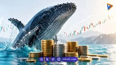  نهنگ‌های بیت کوین ماه‌ها قبل رشد زی‌کش را پیش‌بینی کرده بودند؟ 