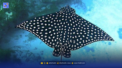 ‌بازگشت شاهزاده بیابان به خانه‌اش
