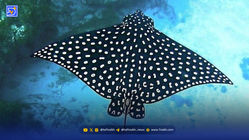 فیلم / پرش دیدنی و مهیج سفره ماهی در دریا برای نجات جان خود