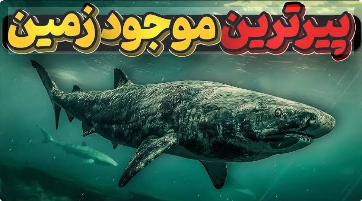 راز عمر 500 ساله کوسه‌های گرین‌لند چیست؟