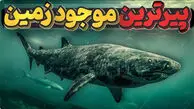 راز عمر 500 ساله کوسه‌های گرین‌لند چیست؟