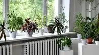 چند ترفند معجزه آسا برای جلوگیری از یخ‌زدگی گیاهان آپارتمانی