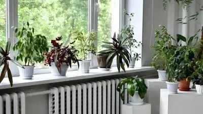با این ترفندها گل‌های آپارتمانی‌تان را شاداب و سرسبز نگه دارید