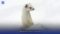 حیواناتی که در زمستان سفید می‌شوند
