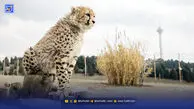 جولان دزدان در پناهگاه حیات‌وحش آسیب دیده