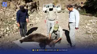 حیوانات پشت دیوار خانه‌ها