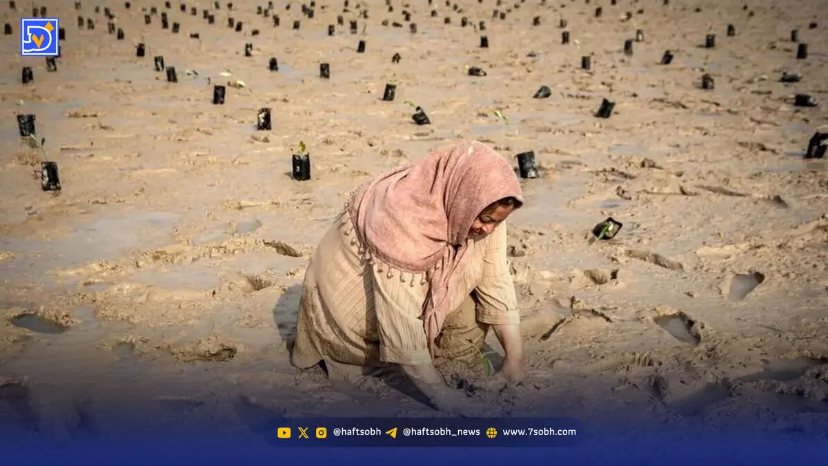 مانگروهای جنوب؛ نبض سبز در خطر
