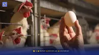 واقعیت تلخ مرغداری ‌امروز ‌ایران