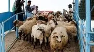 قیمت جدید دام زنده امروز ۱۸ بهمن ۱۴۰۴ + جدول