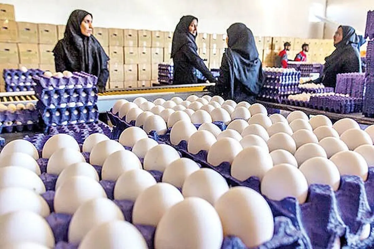 قیمت تخم مرغ دوشنبه 20 بهمن 1404 / یک شانه تخم مرغ چند؟