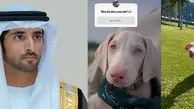 عکس| نامگذاری سگ جدید ولیعهد دُبی با نظر سنجی از 17 میلیون دنبال کننده اینستاگرام