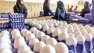 جدیدترین قیمت تخم‌مرغ/ هر شانه تخم‌مرغ چقدر شد؟
