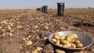 خبر خوش برای کشاورزان/ نرخ خرید سیب‌زمینی و پیاز مشخص شد
