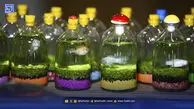 فروش ماهی در بطری‌های مرگ