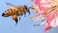 چند گونه زنبور در جهان وجود دارد؟