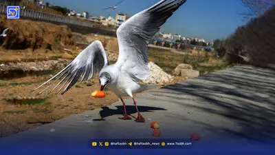 خداحافظی با سد فینسک