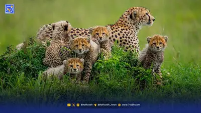 ۹ سال انتظار برای بازگشت یوز به میاندشت