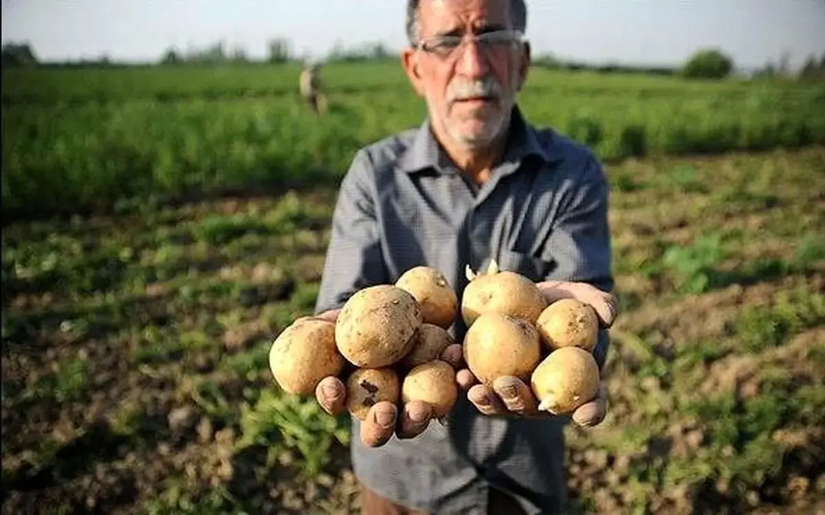 آخرین قیمت سیب زمینی و گوجه/ آیا قیمت‌ها به روال عادی برگشت؟