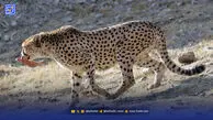کوچ ناخواسته حیوانات پردیسان