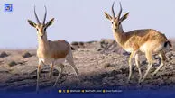 آهوان بی‌پناه خارگ | تأثیر انفجارها بر آرامش حیات‌وحش