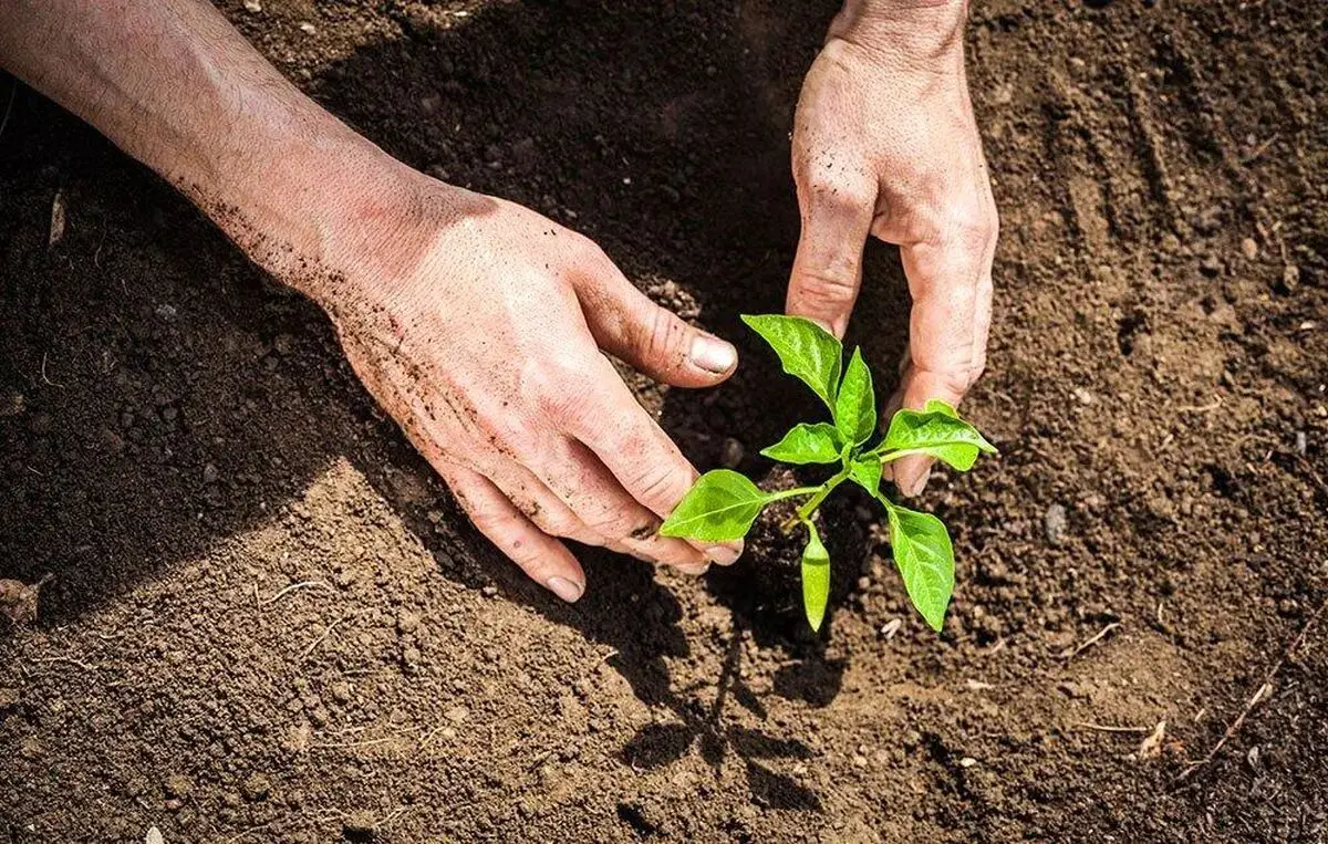 برگزاری مراسم کاشت نهال به یاد شهدای مدرسه میناب در تهران