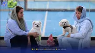 افزایش آگهی واگذاری حیوانات خانگی در سایت دیوار ‌