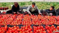 پشت پرده نوسانات بازار گوجه فرنگی چیست؟