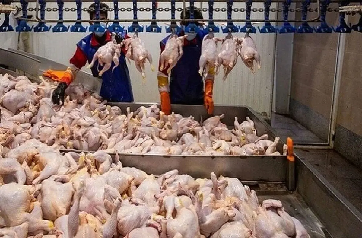 قیمت مرغ امروز سه‌شنبه 25 فروردین 1405