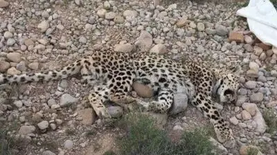 پشت پرده حضور پلنگ در پناهگاه حیات وحش خارو