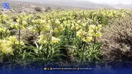 گردشگران؛ مهم‌ترین تهدید زیستگاه دشت خمبی