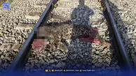 فیروزکوه قتلگاه پلنگ ایرانی