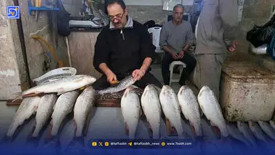ماهی در سرزمین چشمه‌ها