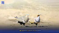 جنگ؛ زاد و ولد پرندگان را تهدید می‌کند