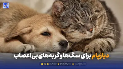 اگر تنها زندگی می کنید، کدام حیوان خانگی همدم بهتری برای شماست؟